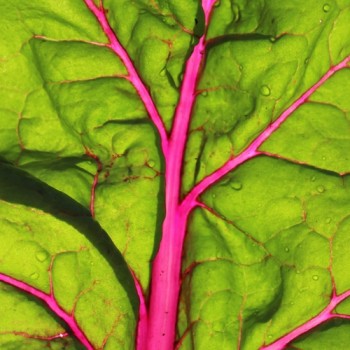 Mangold Pink Passion (Samen)