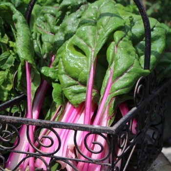 Mangold Pink Passion (Samen)