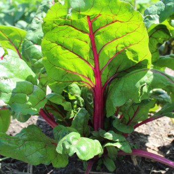 Mangold Pink Passion (Samen)