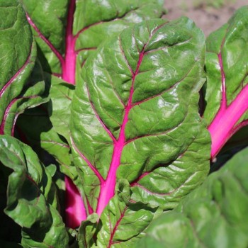 Mangold Pink Passion (Samen)