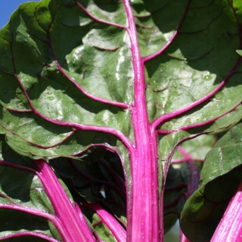 Mangold Pink Passion (Samen)