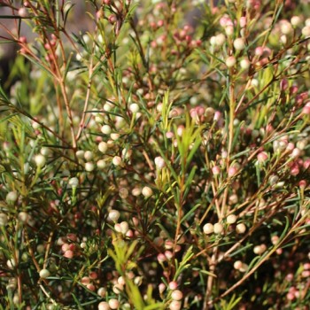 Manuka weiß (Samen)