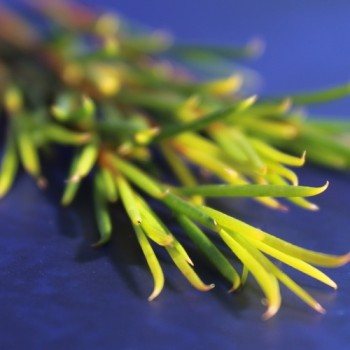 Manuka weiß (Samen)