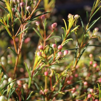 Manuka weiß (Samen)