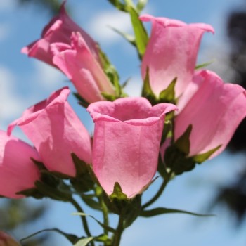 Marienglockenblume Carmine Rose (Samen)