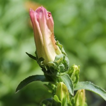 Marienglockenblume Carmine Rose (Samen)