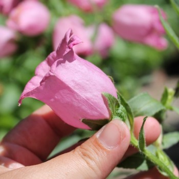 Marienglockenblume Carmine Rose (Samen)