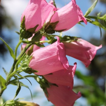 Marienglockenblume Carmine Rose (Samen)