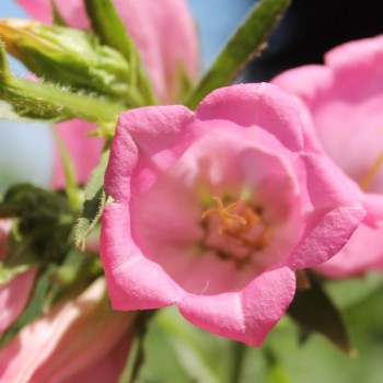 Marienglockenblume Carmine Rose (Samen)