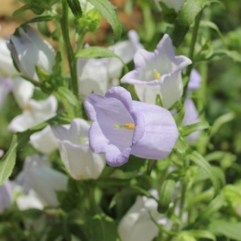 Marienglockenblume Light Blue (Samen)