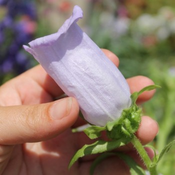 Marienglockenblume Light Blue (Samen)