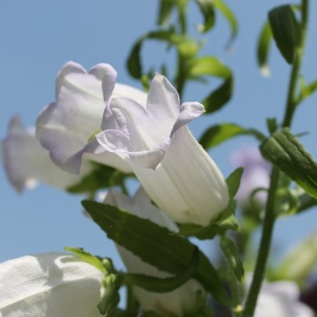 Marienglockenblume Light Blue (Samen)