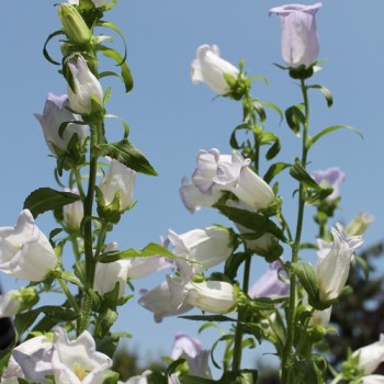 Marienglockenblume Light Blue (Samen)