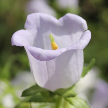 Marienglockenblume Light Blue (Samen)