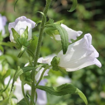 Marienglockenblume Light Blue (Samen)