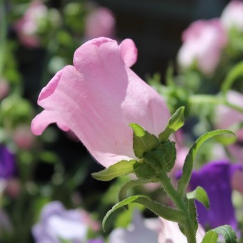 Marienglockenblume Mix (Samen)