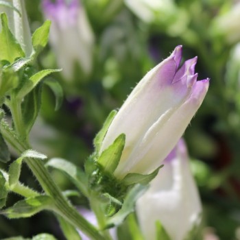 Marienglockenblume Mix (Samen)