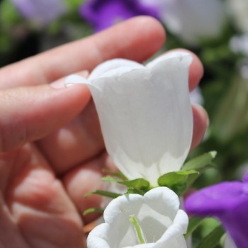 Marienglockenblume Mix (Samen)