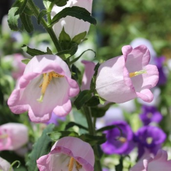 Marienglockenblume Mix (Samen)