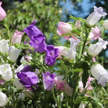 Marienglockenblume Mix (Samen)