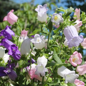 Marienglockenblume Mix (Samen)