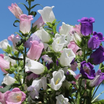 Marienglockenblume Mix (Samen)