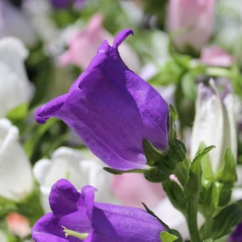 Marienglockenblume Mix (Samen)