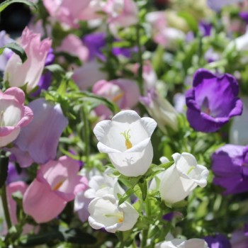 Marienglockenblume Mix (Samen)