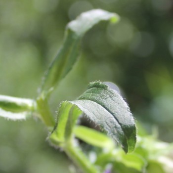 Marienglockenblume weiß (Samen)