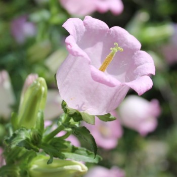 Marienglockenblume Rose Pink (Samen)