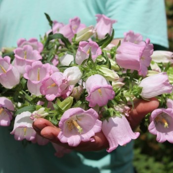 Marienglockenblume Rose Pink (Samen)