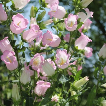 Marienglockenblume Rose Pink (Samen)