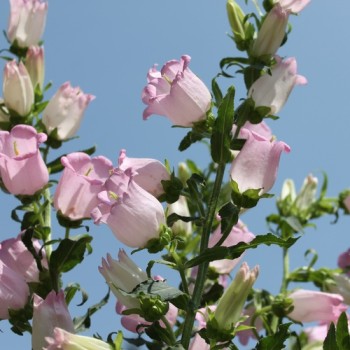 Marienglockenblume Rose Pink (Samen)