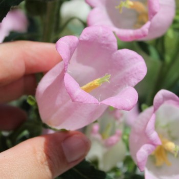 Marienglockenblume Rose Pink (Samen)