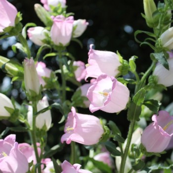 Marienglockenblume Rose Pink (Samen)