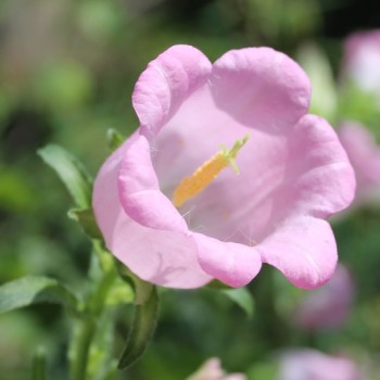Marienglockenblume Rose Pink (Samen)
