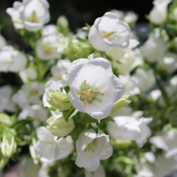 Marienglockenblume weiß (Samen)