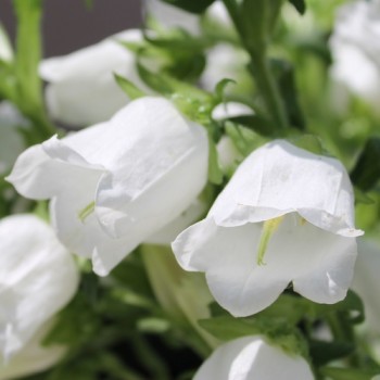 Marienglockenblume weiß (Samen)