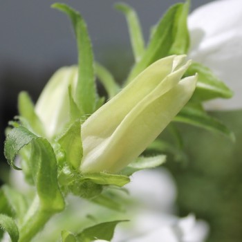 Marienglockenblume weiß (Samen)