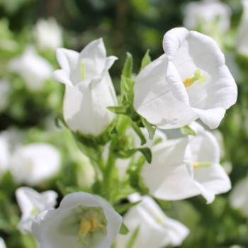 Marienglockenblume weiß (Samen)