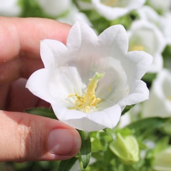 Marienglockenblume weiß (Samen)