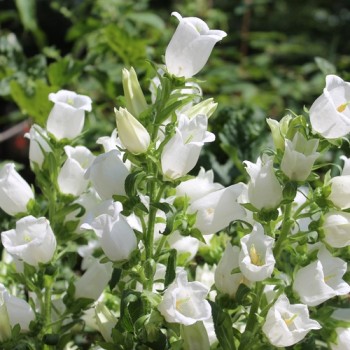 Marienglockenblume weiß (Samen)