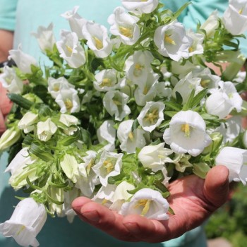 Marienglockenblume weiß (Samen)