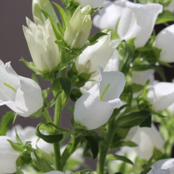 Marienglockenblume weiß (Samen)