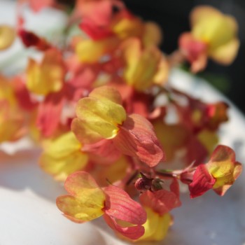 Marokkanisches Leinkraut Licilia Peach (Samen)