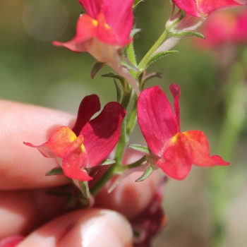 Marokkanisches Leinkraut Licilia Red (Samen)