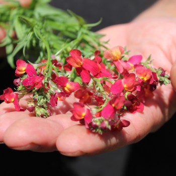 Marokkanisches Leinkraut Licilia Red (Samen)