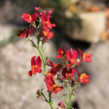 Marokkanisches Leinkraut Licilia Red (Samen)