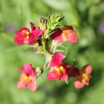 Marokkanisches Leinkraut Licilia Red (Samen)