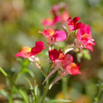 Marokkanisches Leinkraut Licilia Red (Samen)